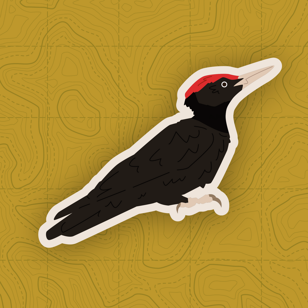Woodpecker of Europe - Sticker Pack