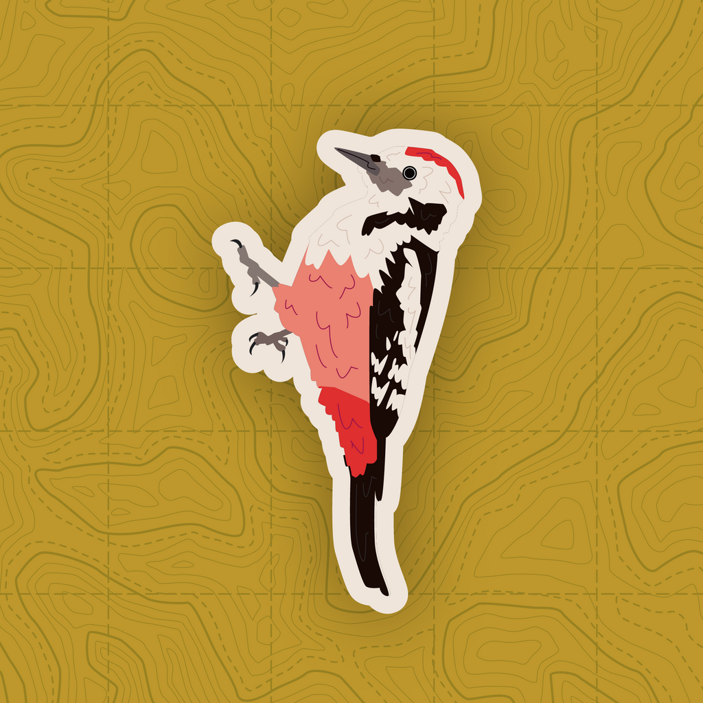 Woodpecker of Europe - Sticker Pack