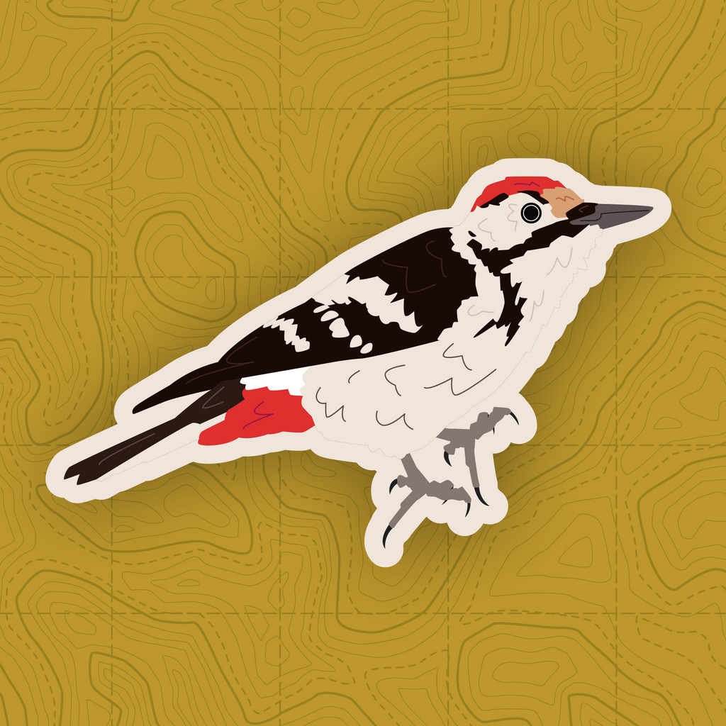 Woodpecker of Europe - Sticker Pack