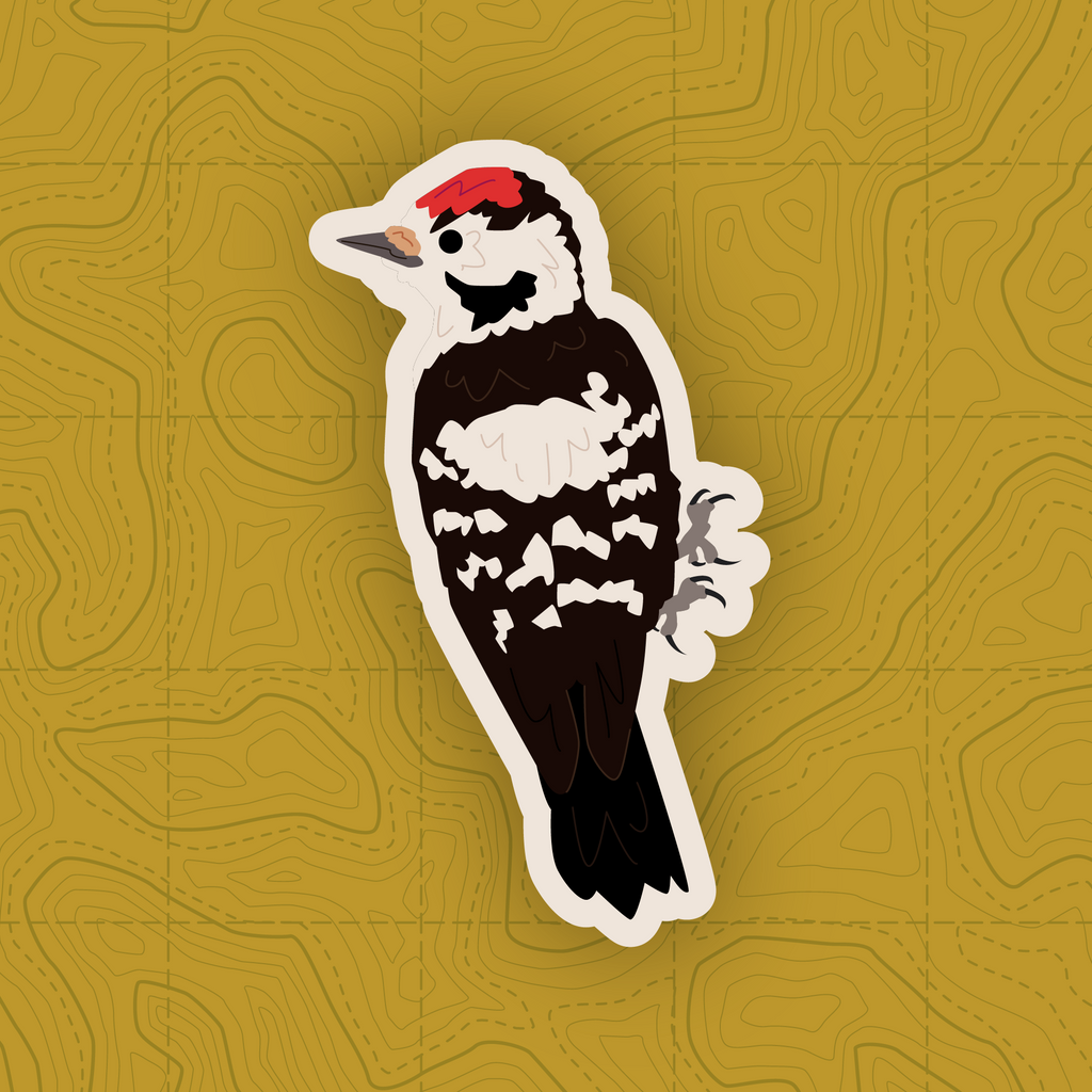 Woodpecker of Europe - Sticker Pack