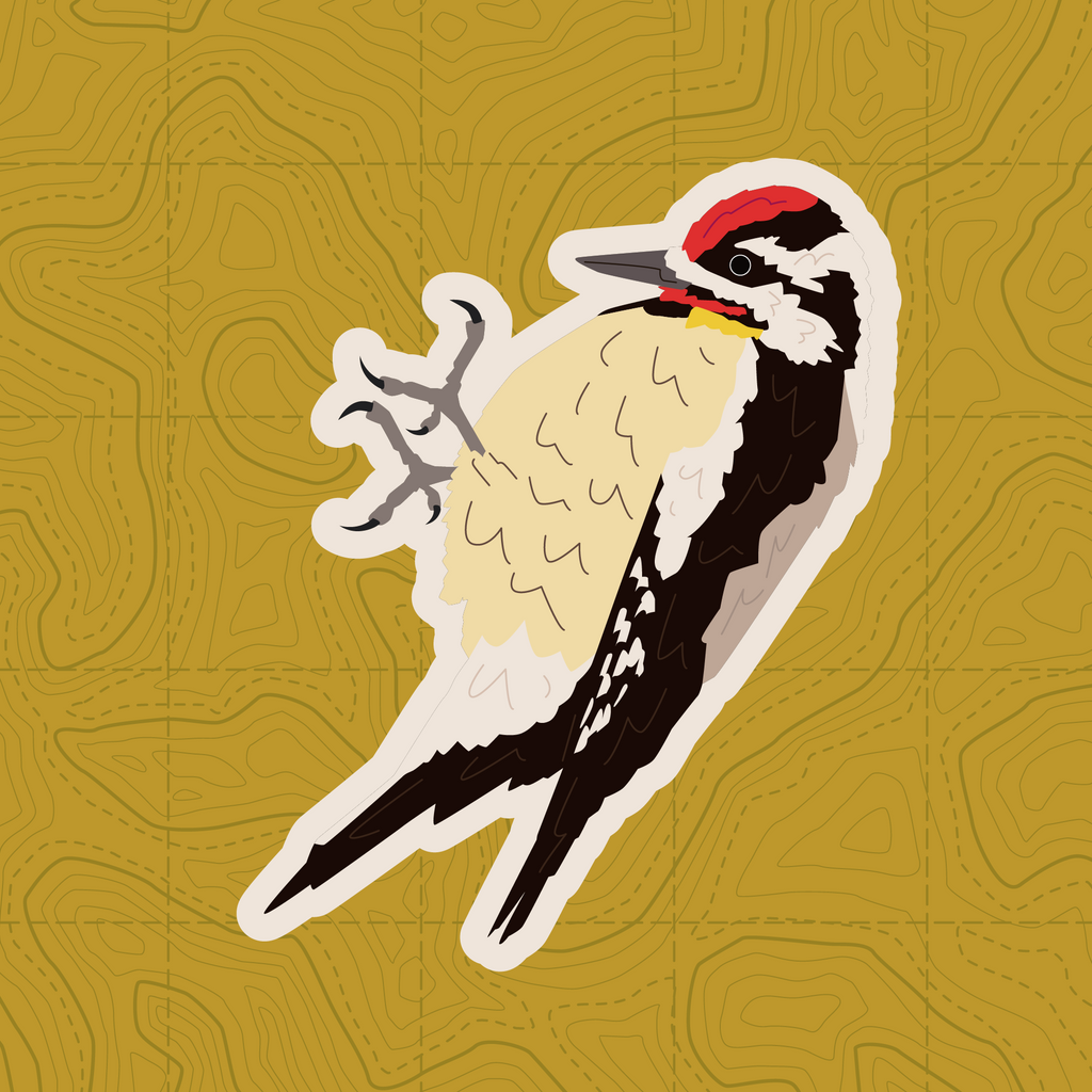 Woodpecker of Europe - Sticker Pack