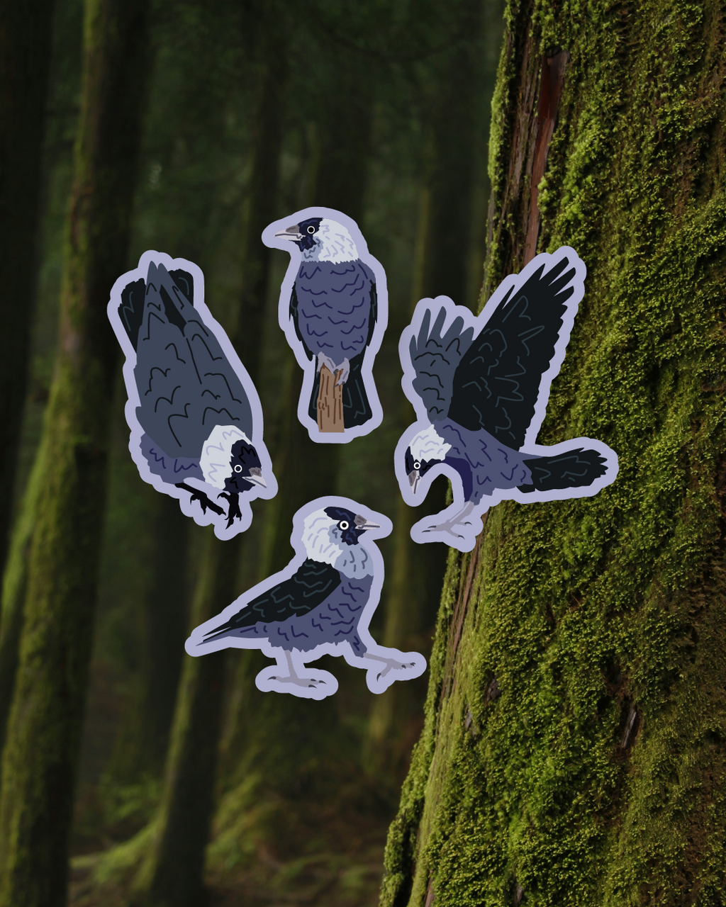 Jackdaw Sticker Set