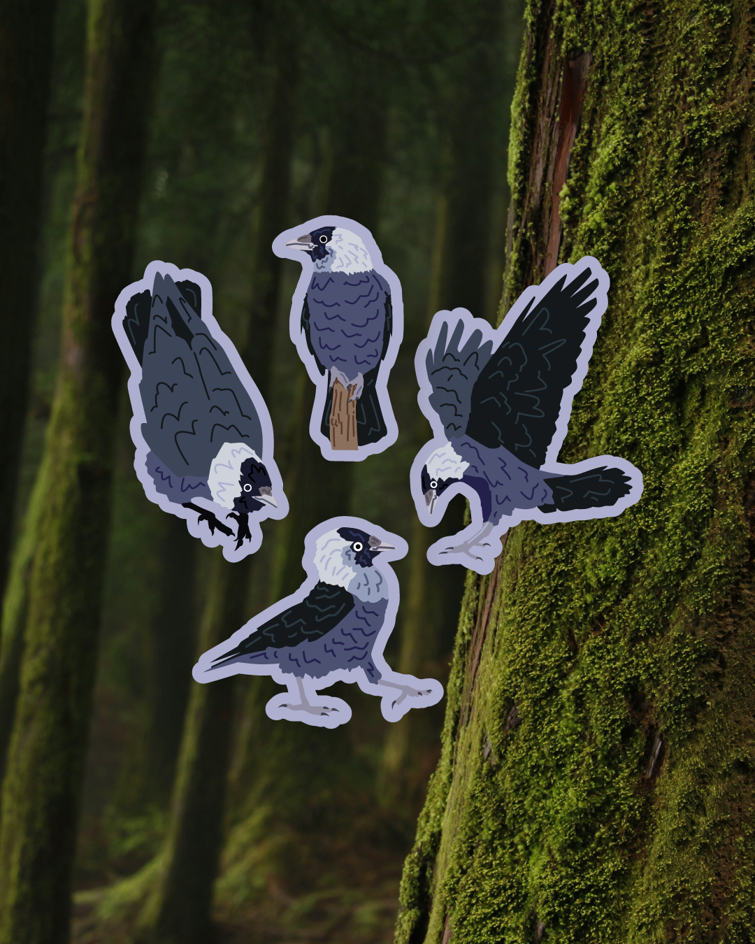 Jackdaw Sticker Set