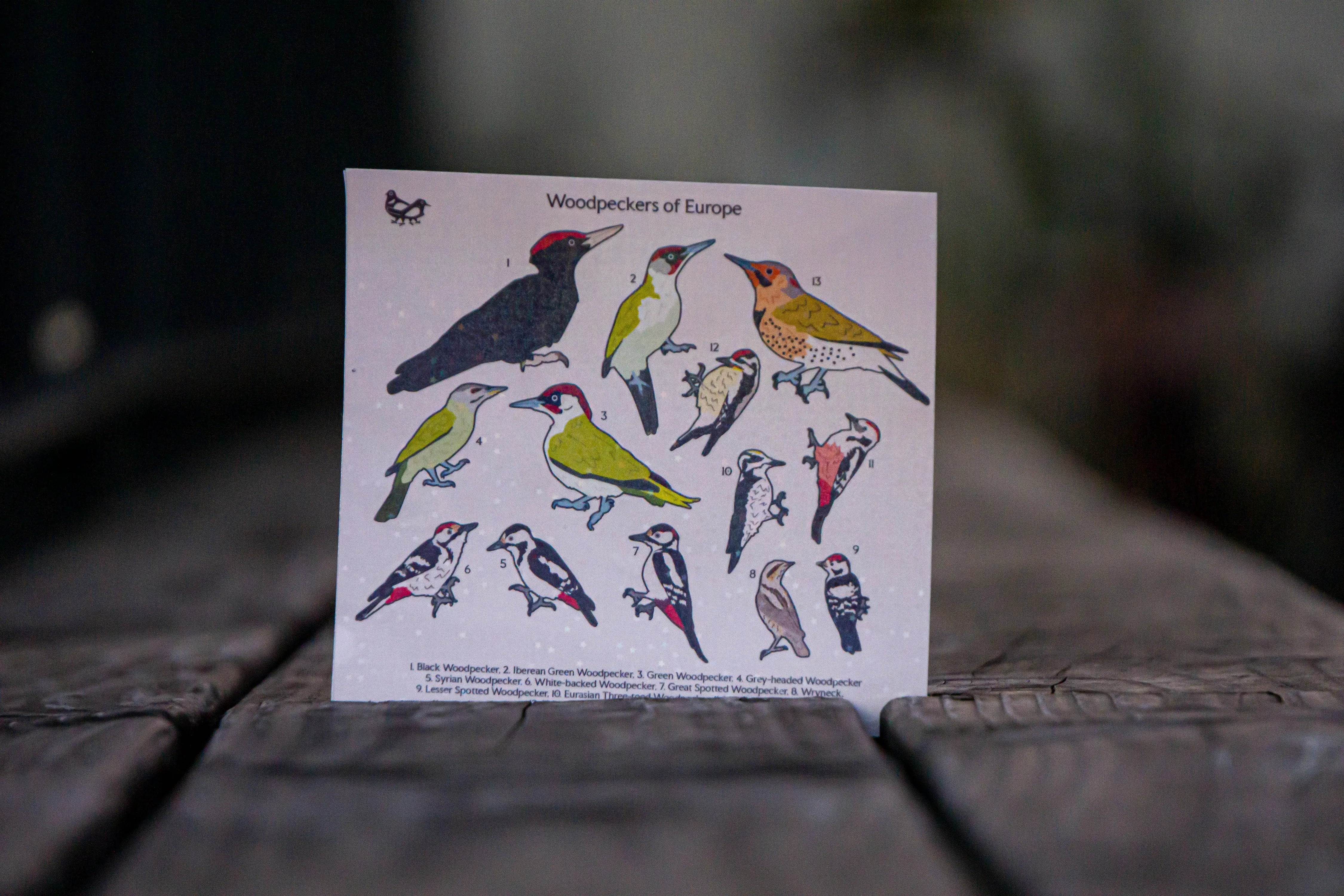 Woodpecker of Europe Sticker sheet