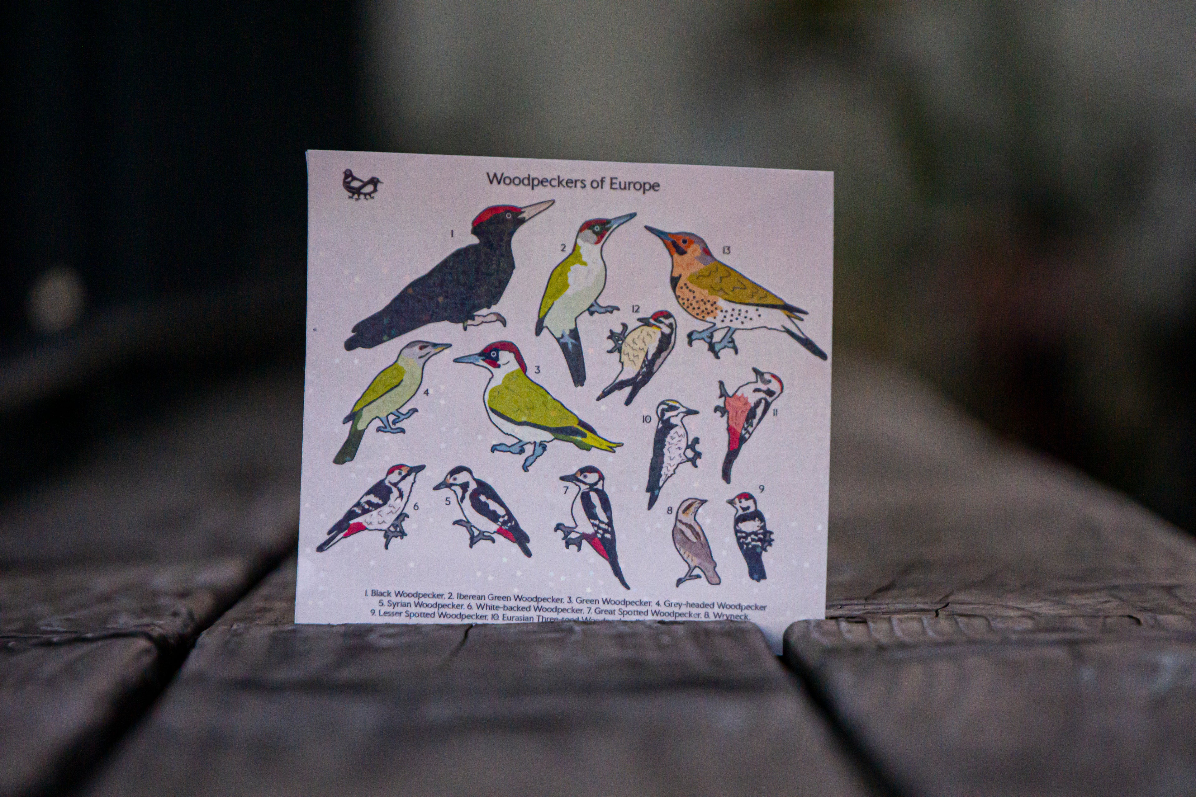 Woodpecker of Europe Sticker sheet
