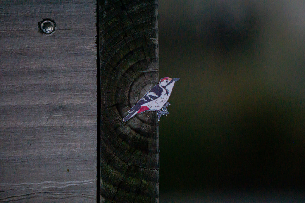 Woodpecker of Europe Sticker sheet