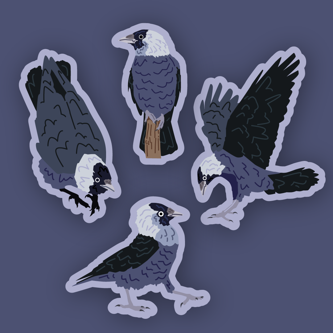 Jackdaw Sticker Set