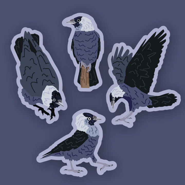 Jackdaw Sticker Set
