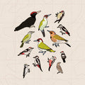 Woodpecker of Europe - Sticker Pack